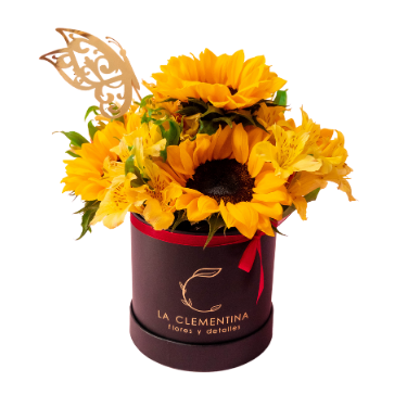 Box de Girasoles